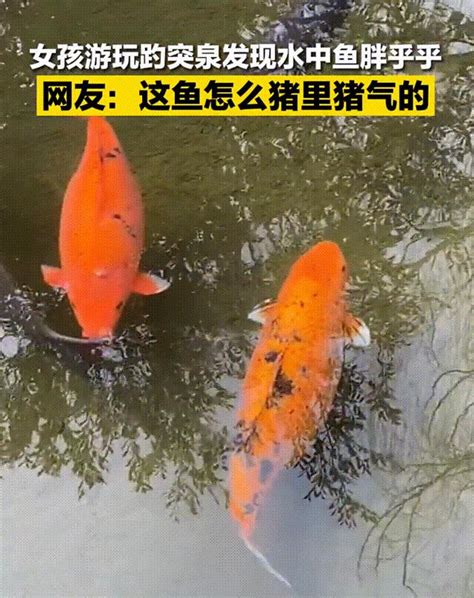 胖錦鯉|趵突泉的超胖锦鲤：家养锦鲤如何变圆润？